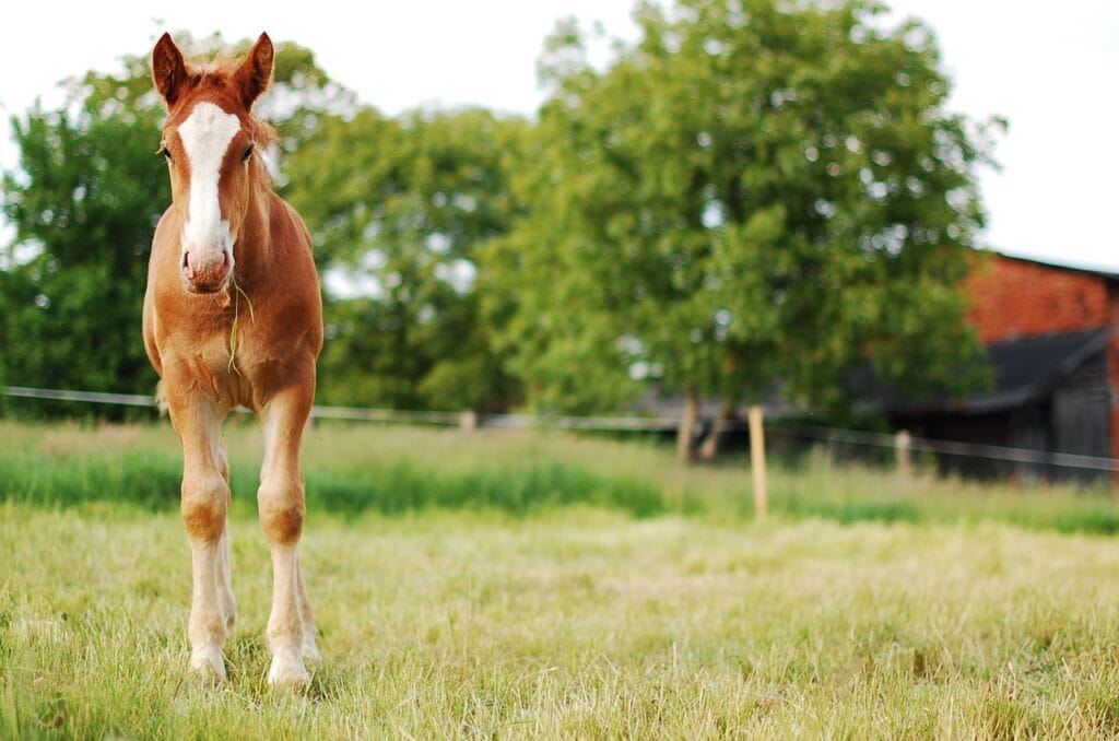 Hest tæt på kameraet